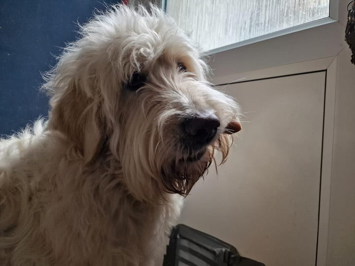 Fella chomping his treat!