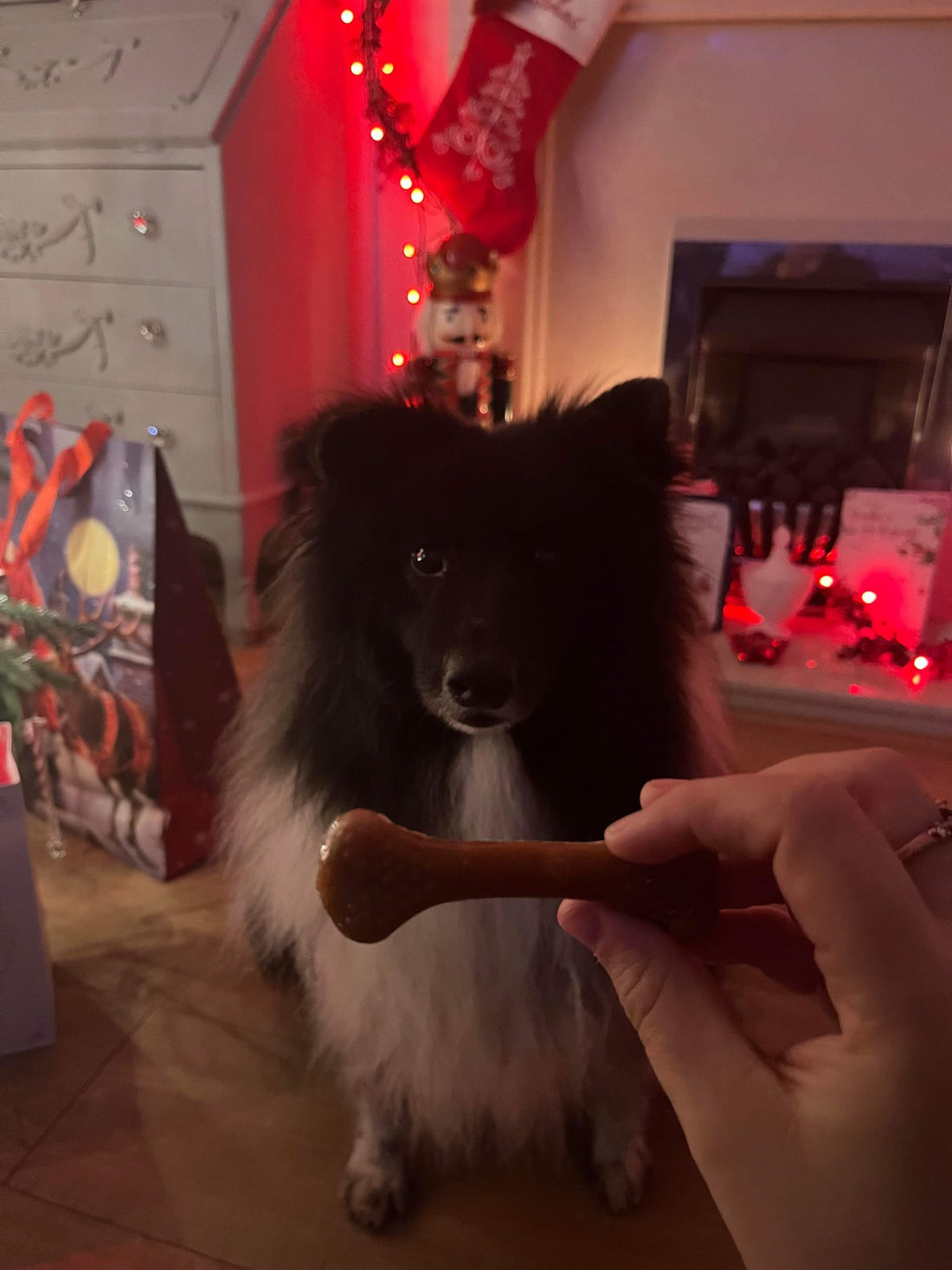 Magical Merlin enjoying his Christmas Treats