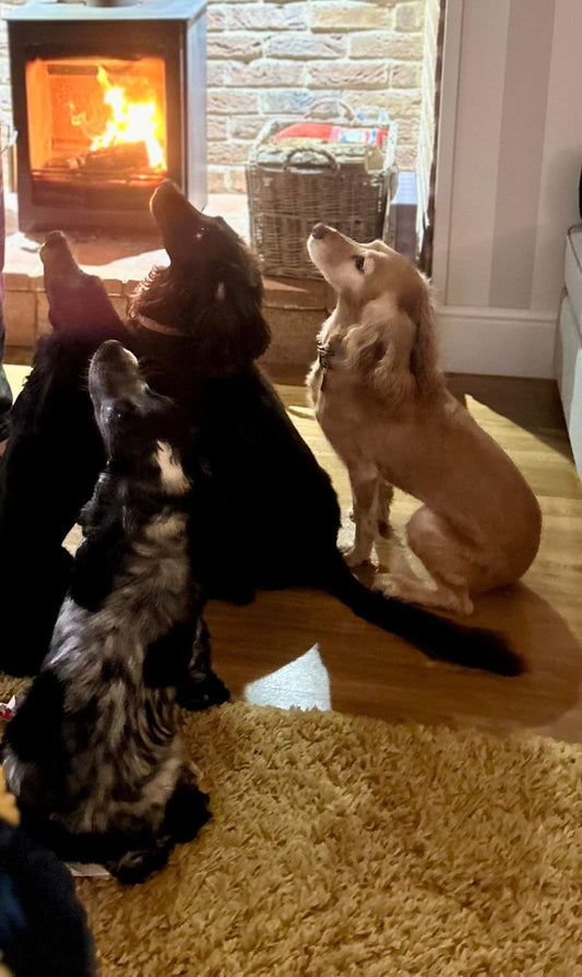 Ava, Arlo, Daisy and Dora waiting patiently for a treat!