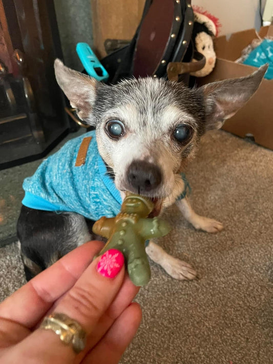 Meet Spartacus, still rocking at over 15 yrs old and enjoying his ginger treat