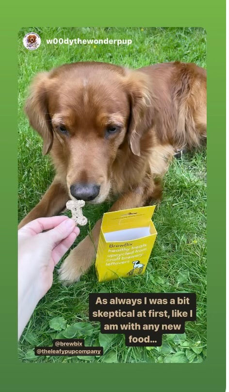 Woody the Wonderpup enjoying his BrewBix