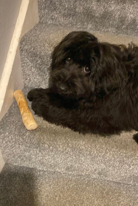 Teddy with his coffee wood chew and toy!