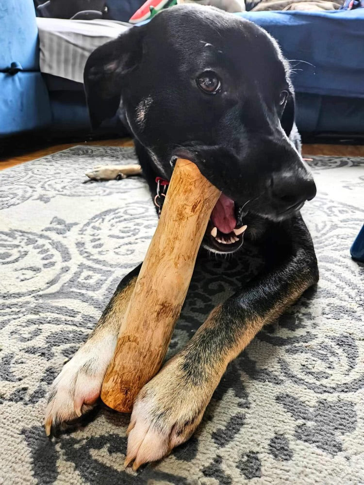 Zero loving his coffee wood chew