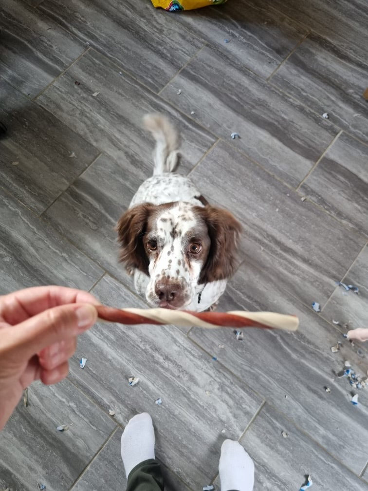 Tulip enjoying a Cheeeeeze and Tomato twist stick!